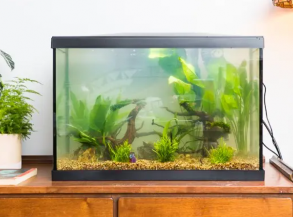 Aquarium modern dan canggih dengan teknologi pembesaran ikan otomatis